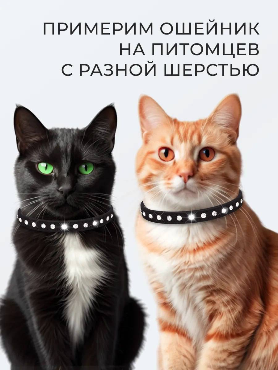 Ошейник для кошек и собак мелких пород Ошейник для кошек